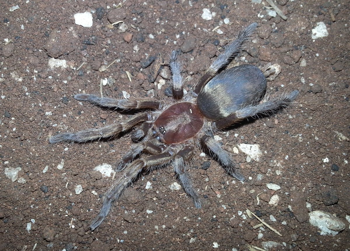 Sickius longibulbi