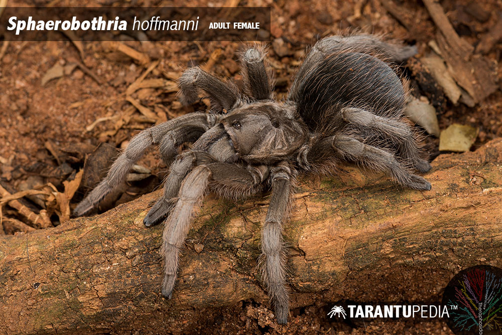 Sphaerobothria hoffmanni