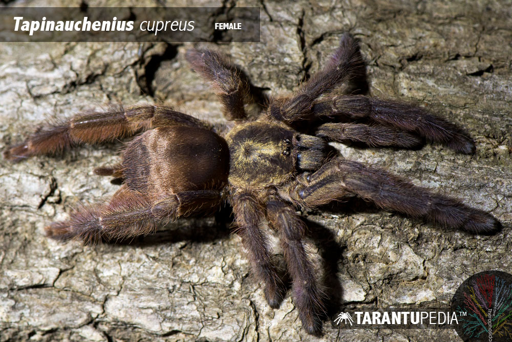 Tapinauchenius cupreus