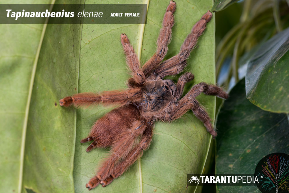 Amazonius elenae