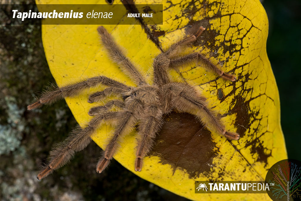Male