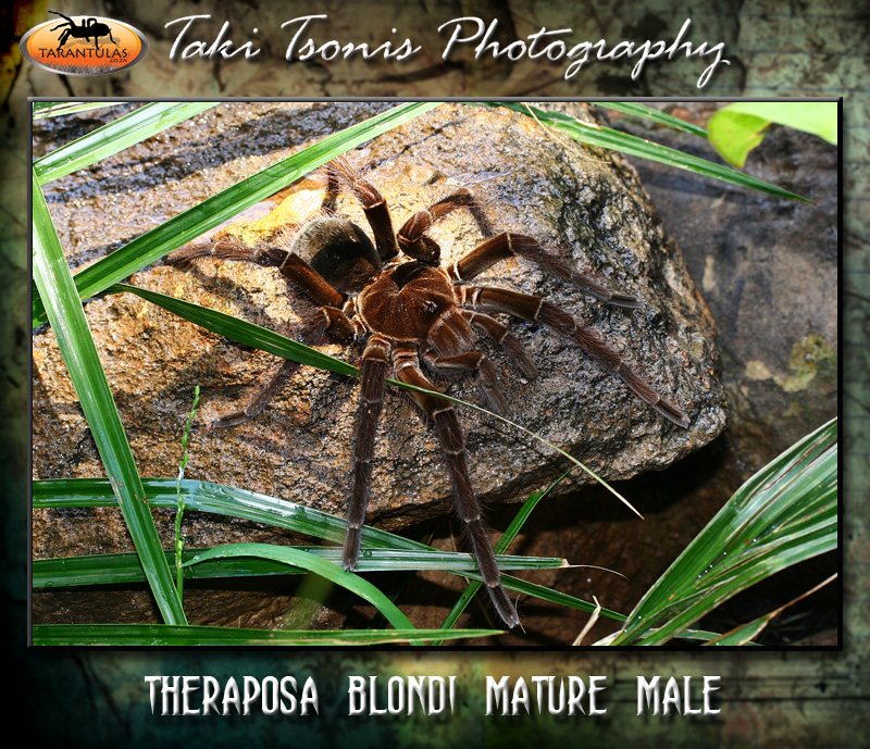 Male