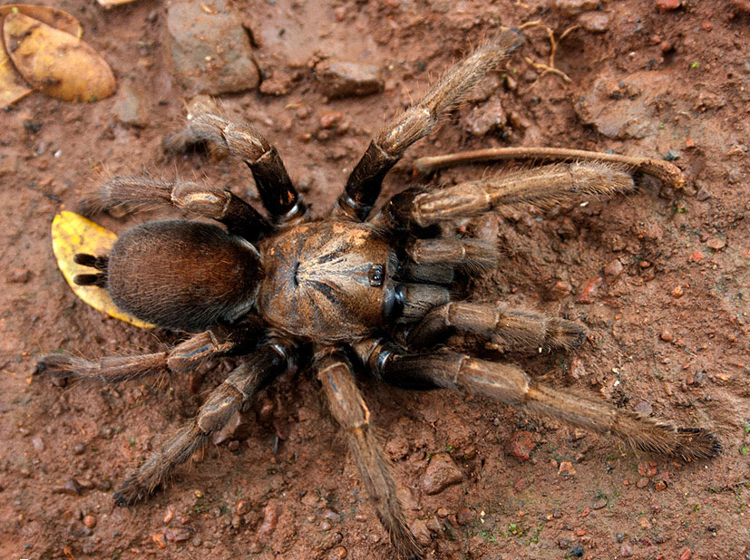 Thrigmopoeus insignis