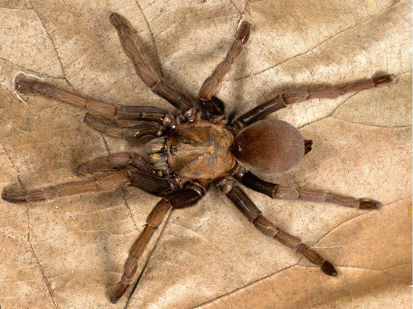 Thrigmopoeus truculentus