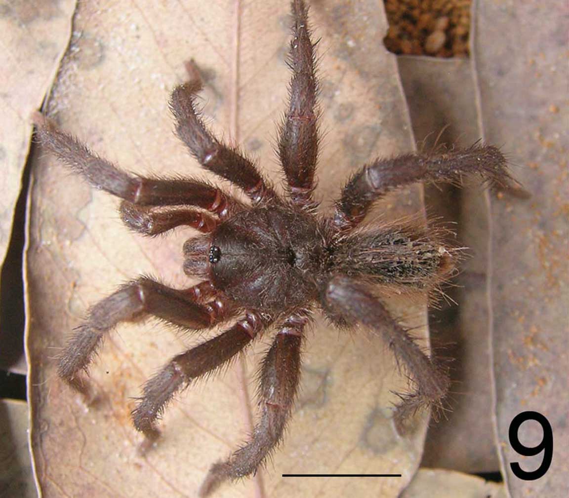 Tmesiphantes perp