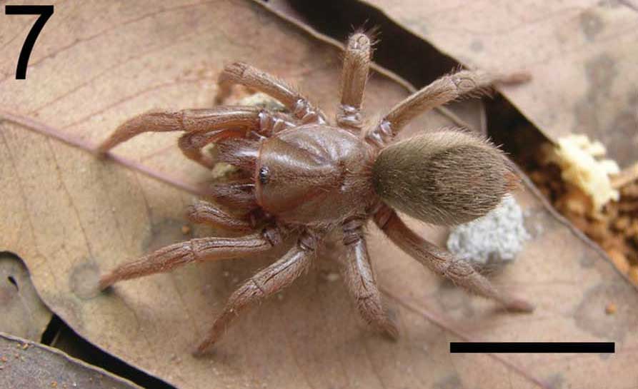 Tmesiphantes riopretano