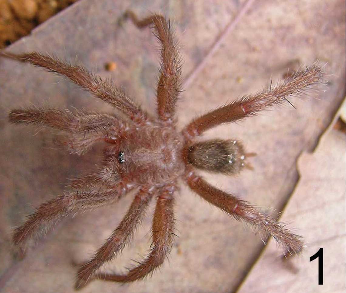 Male