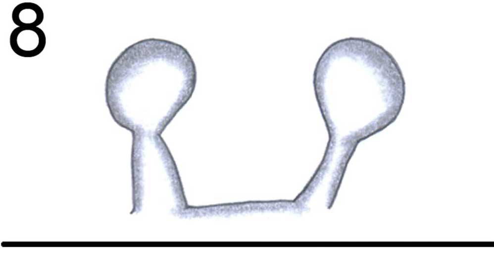 Spermathecae