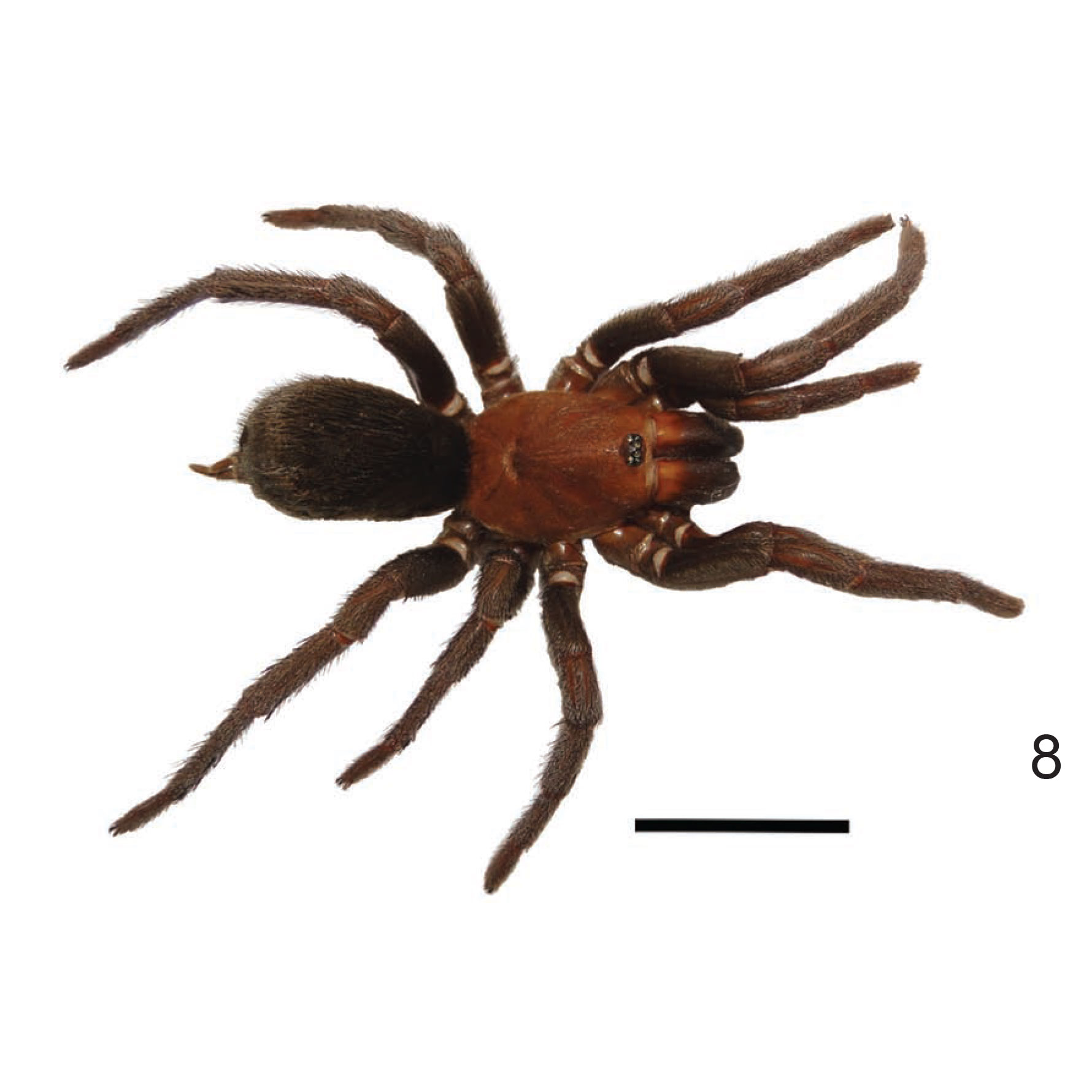 Tmesiphantes aridai