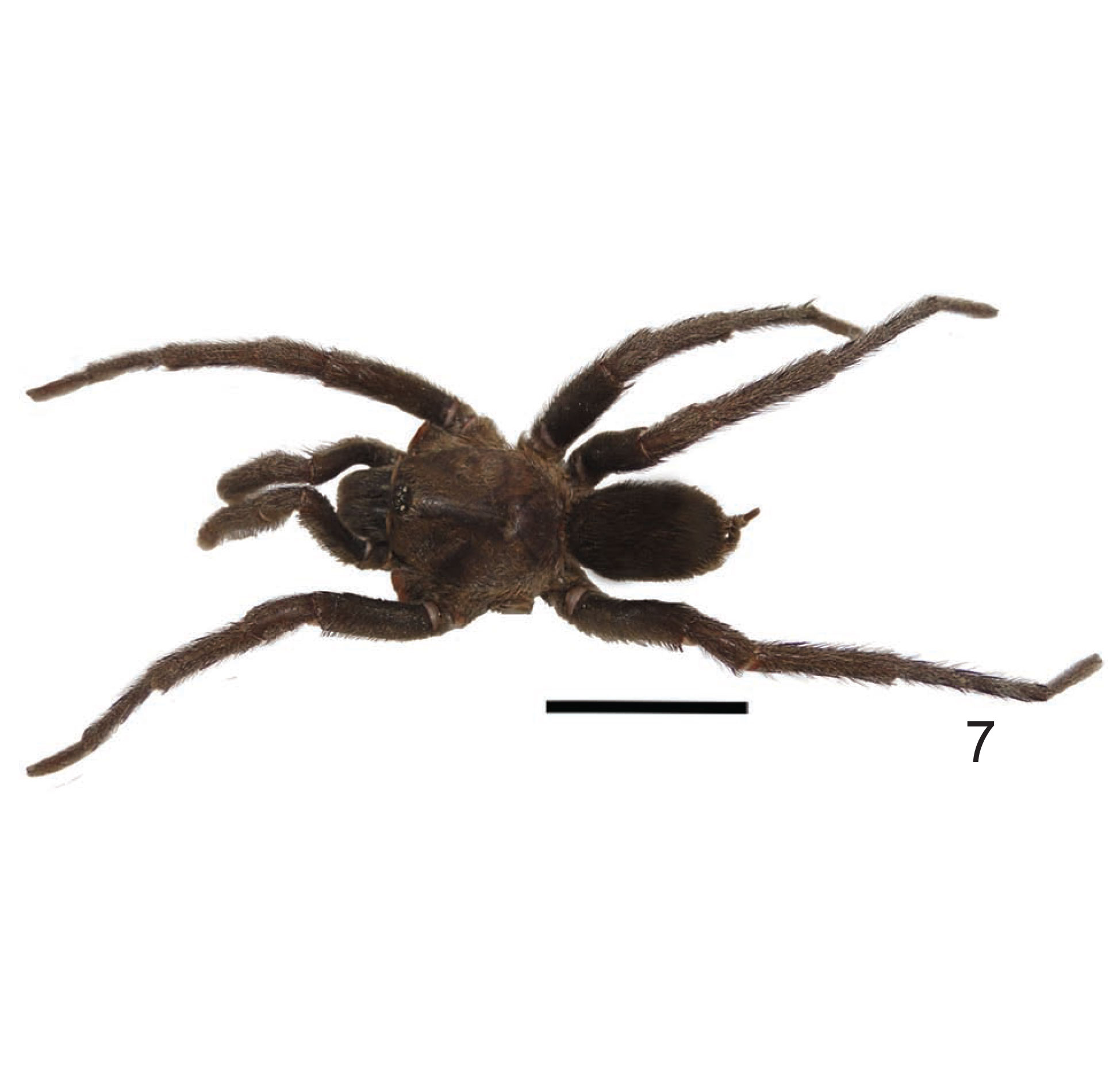 Male