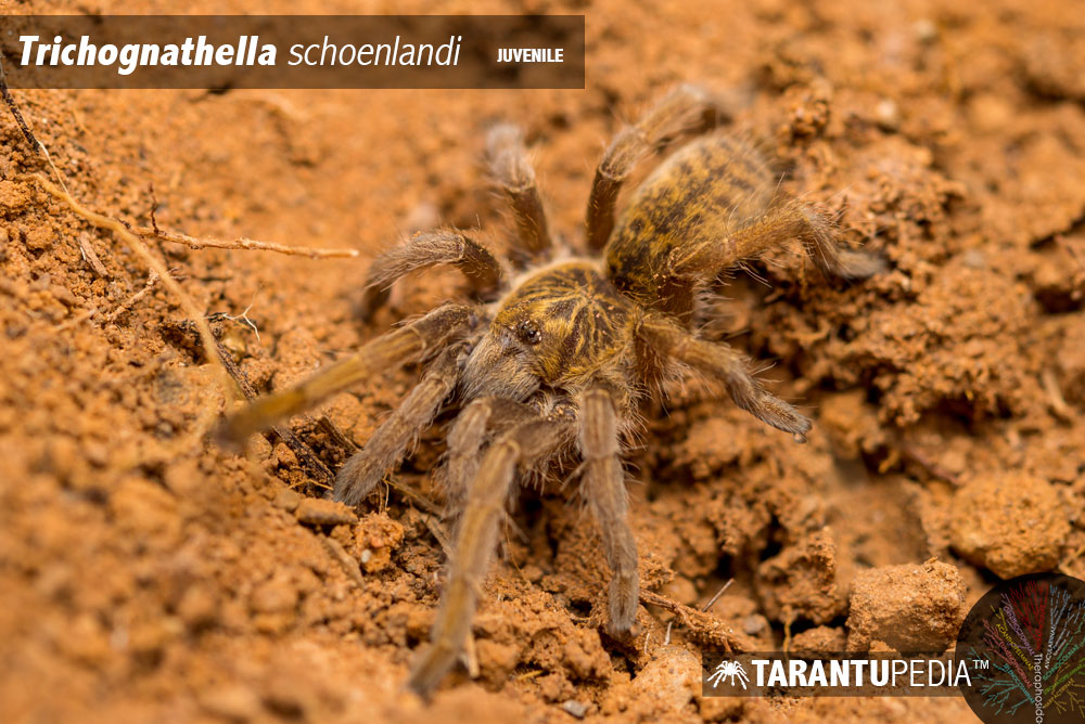 Trichognathella schoenlandi