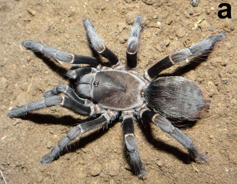 Pterinopelma longisternale