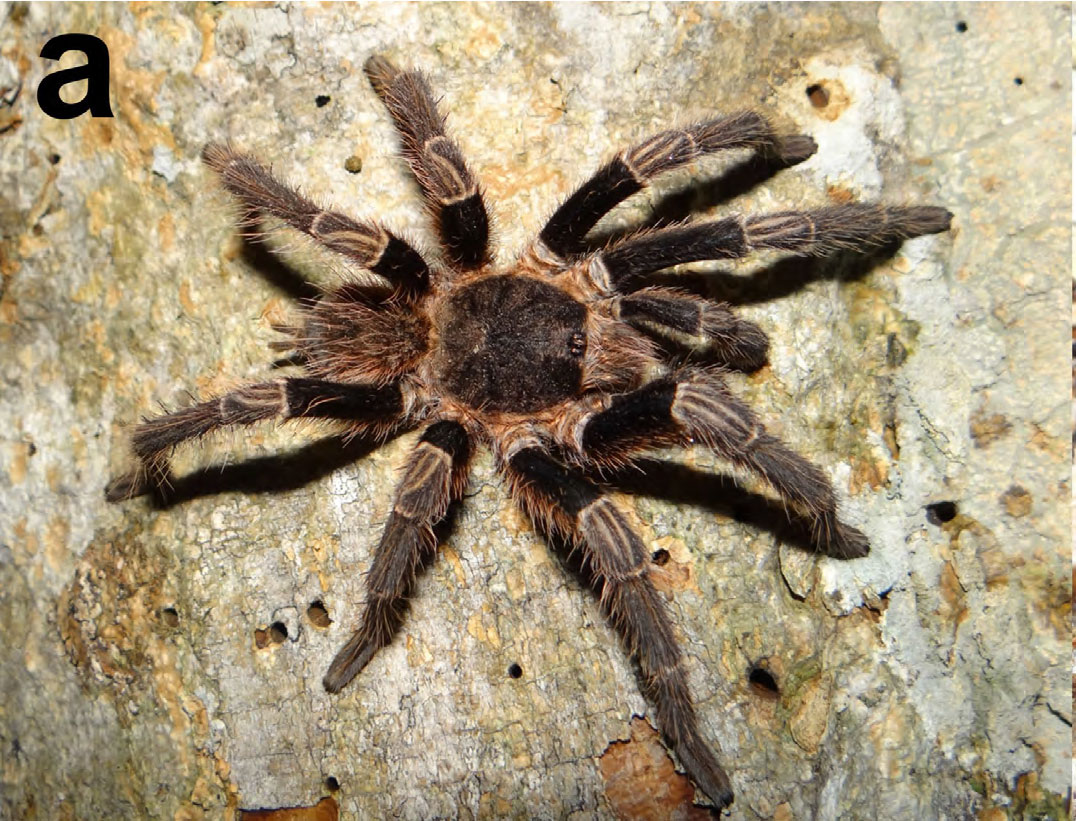 Male