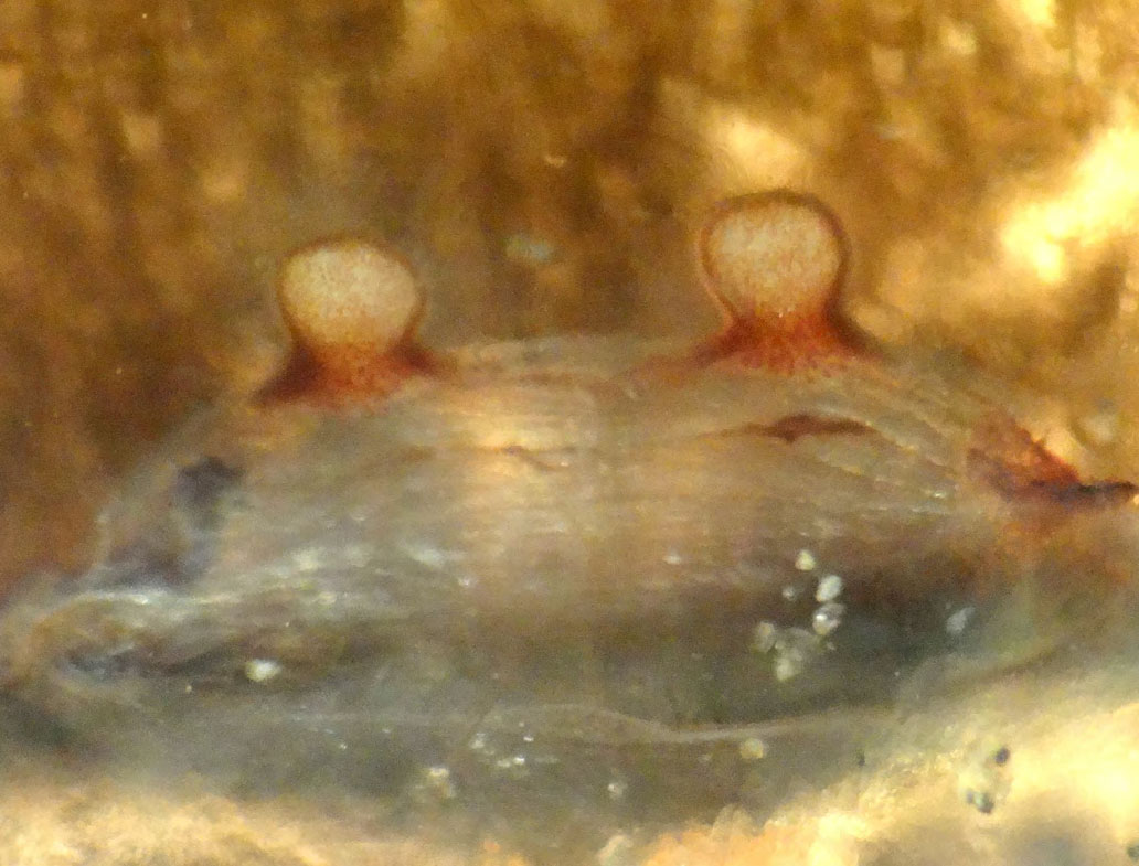Spermathecae