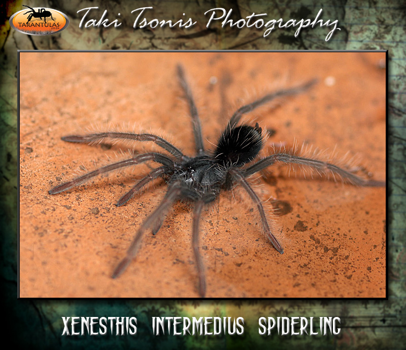 Xenesthis intermedia