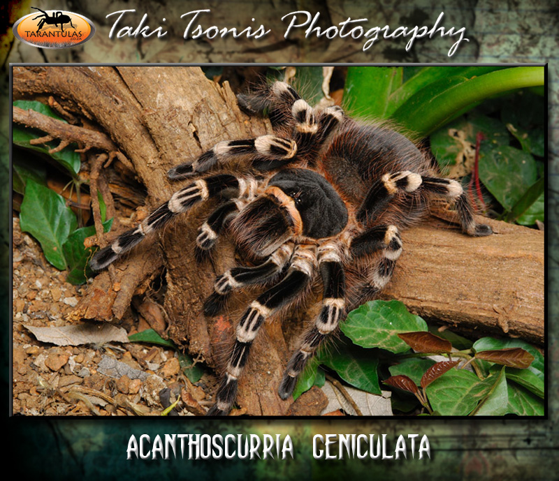 Acanthoscurria geniculata