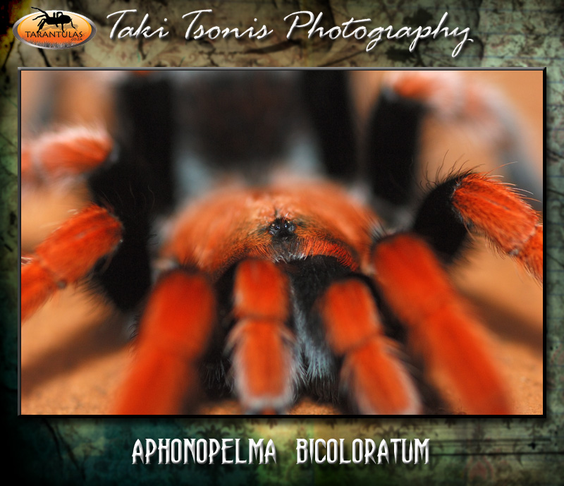 Aphonopelma bicoloratum