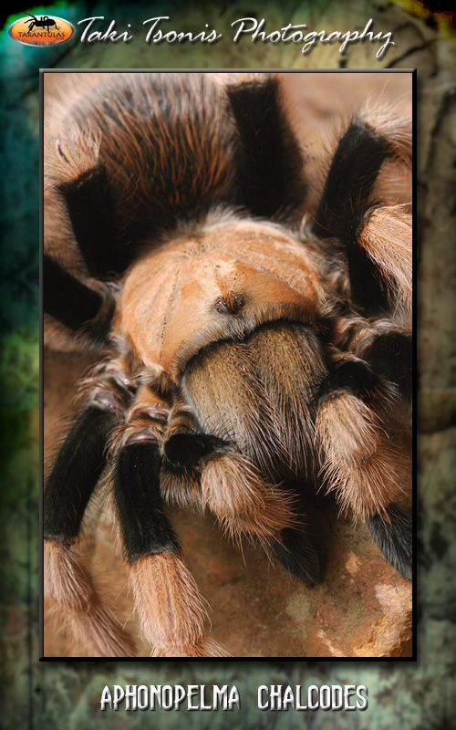 Aphonopelma chalcodes