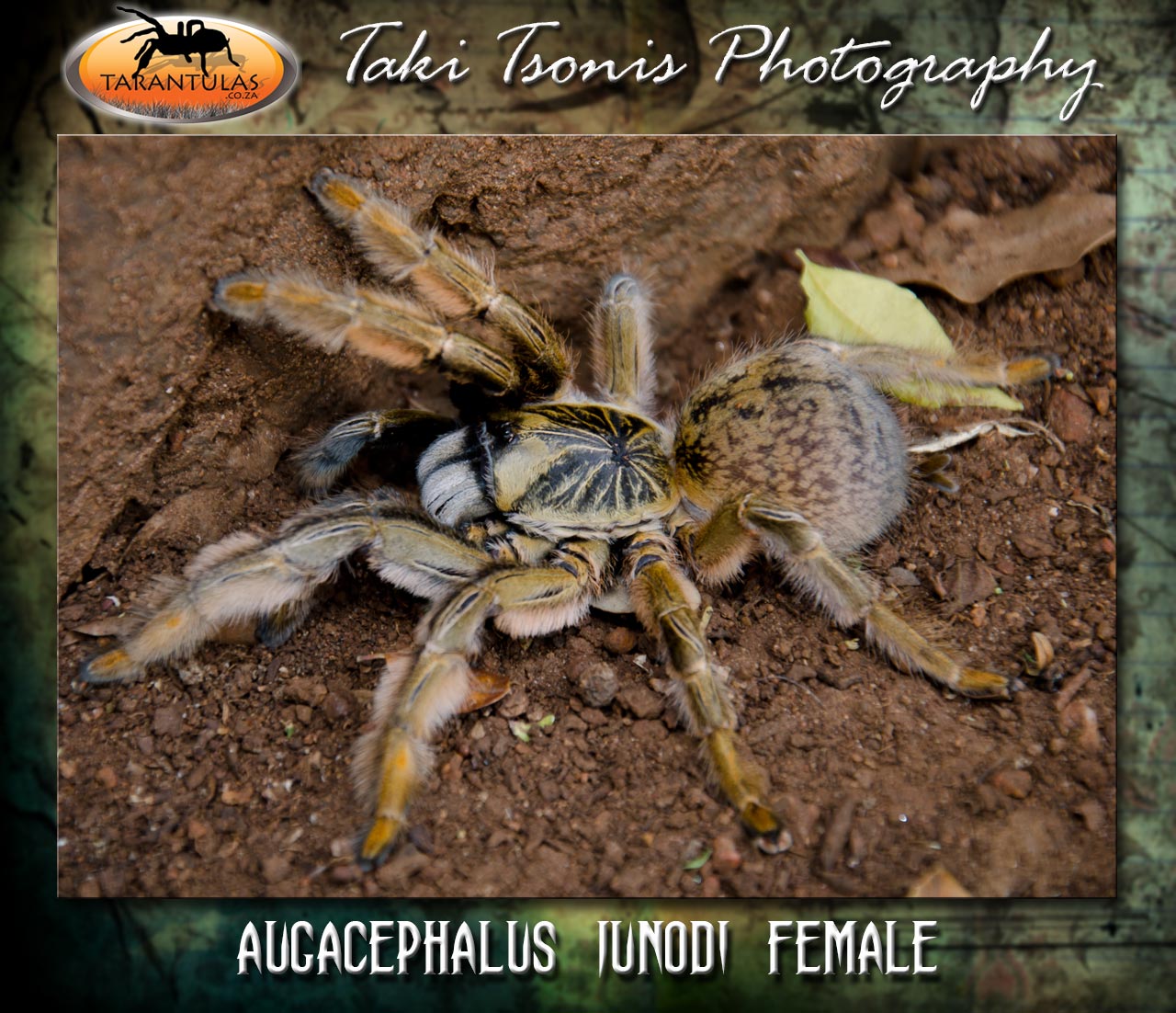 Female