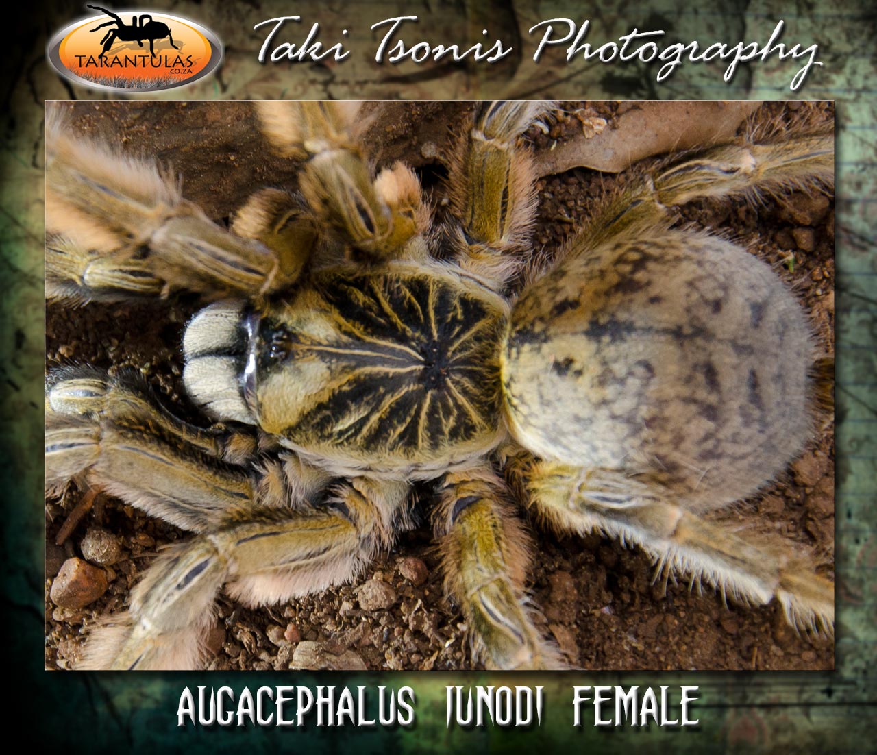 Augacephalus junodi
