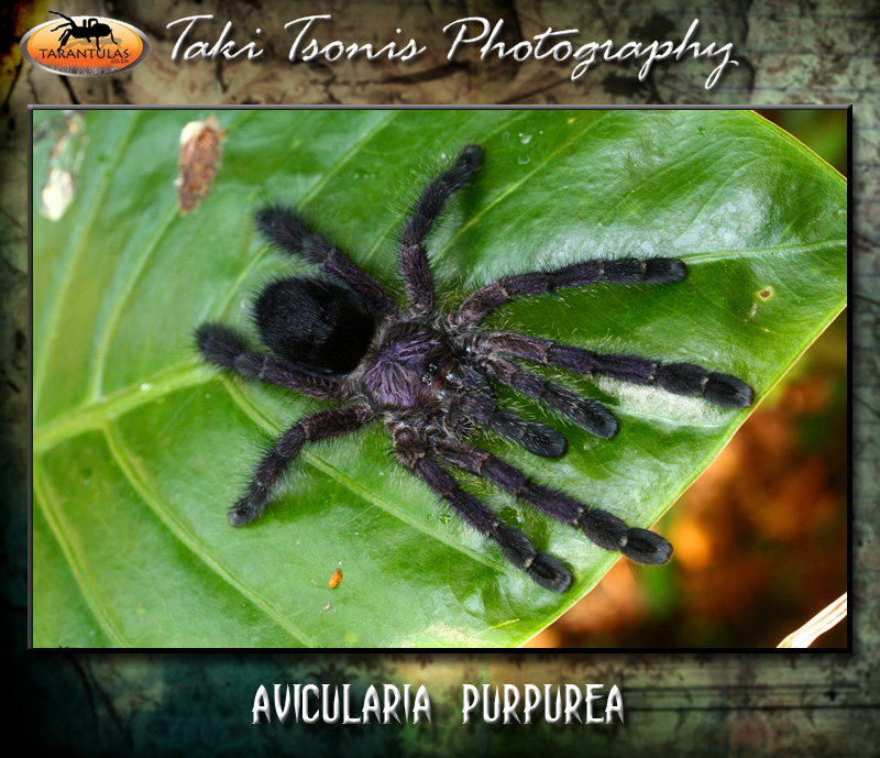 Avicularia purpurea