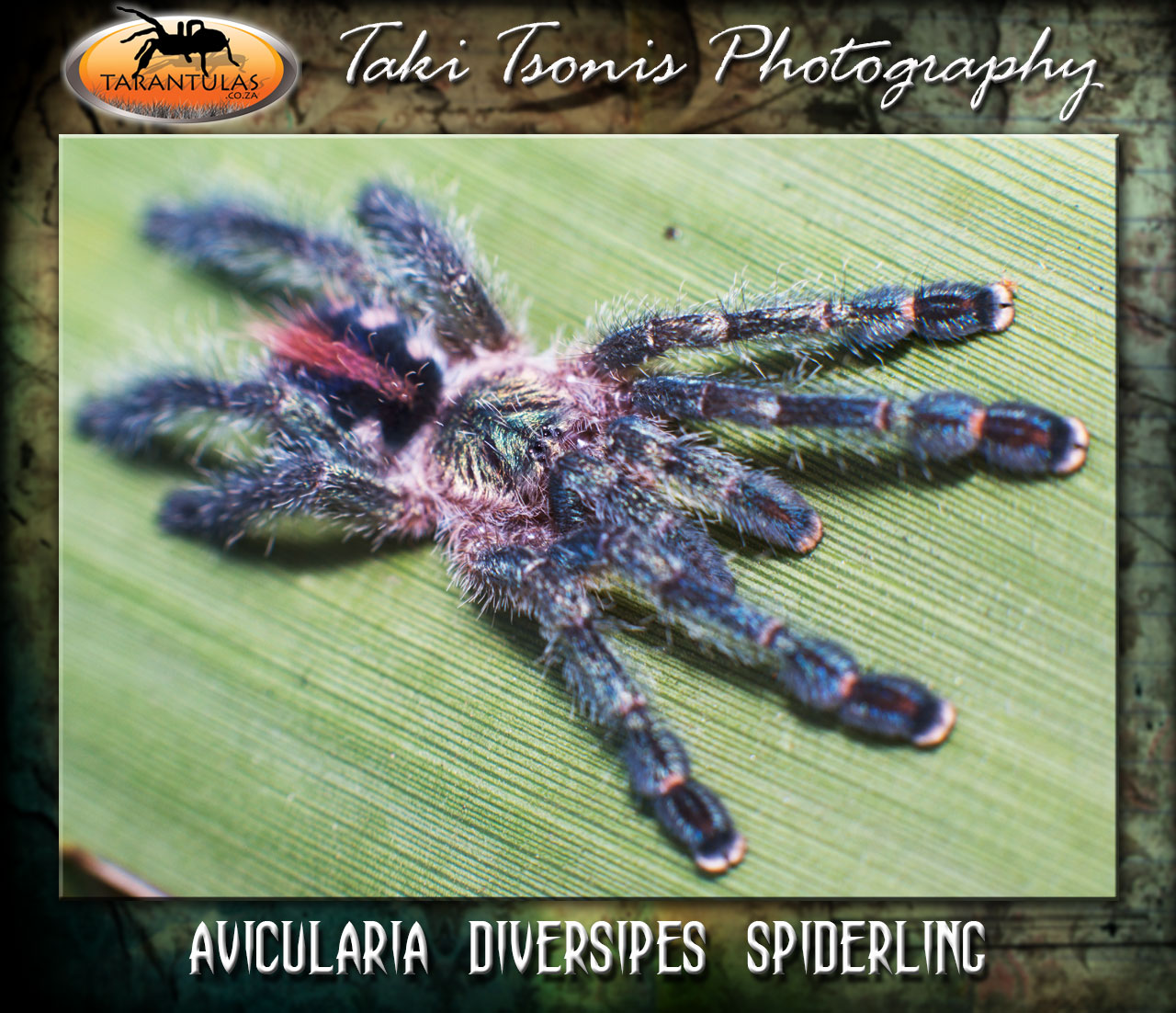 Ybyrapora diversipes