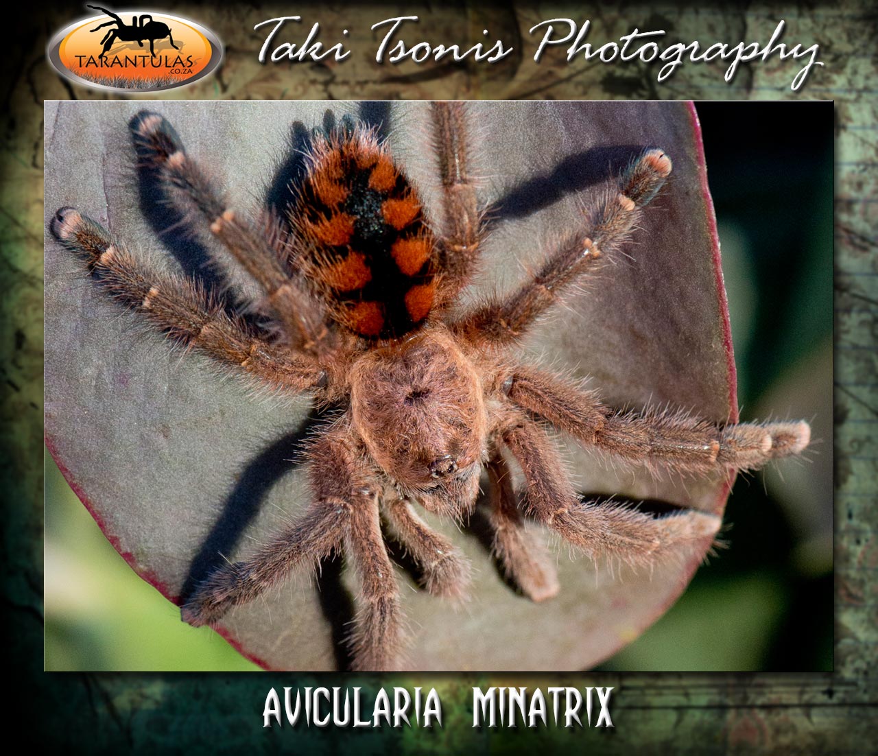Avicularia minatrix