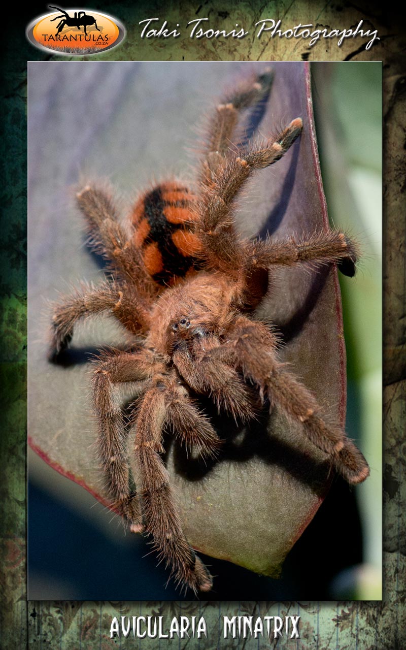 Female