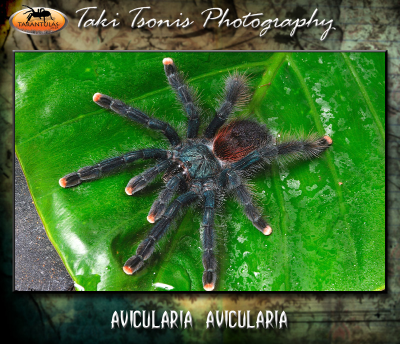 Avicularia avicularia