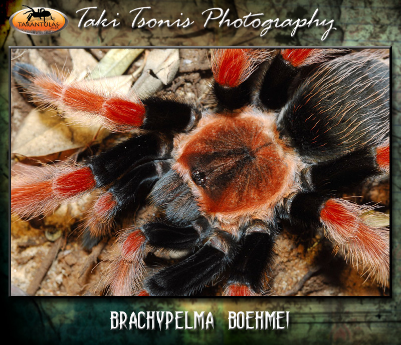 Brachypelma boehmei