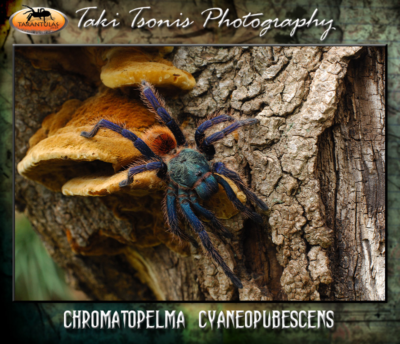 Chromatopelma cyaneopubescens