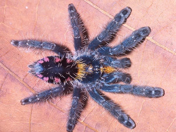 Typhochlaena costae