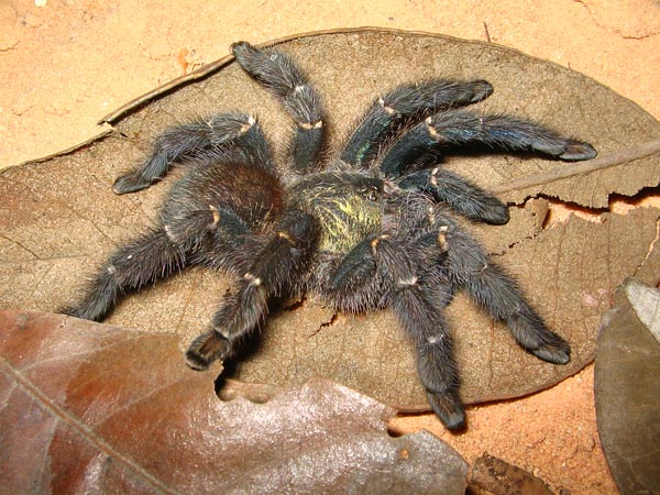 Iridopelma marcoi
