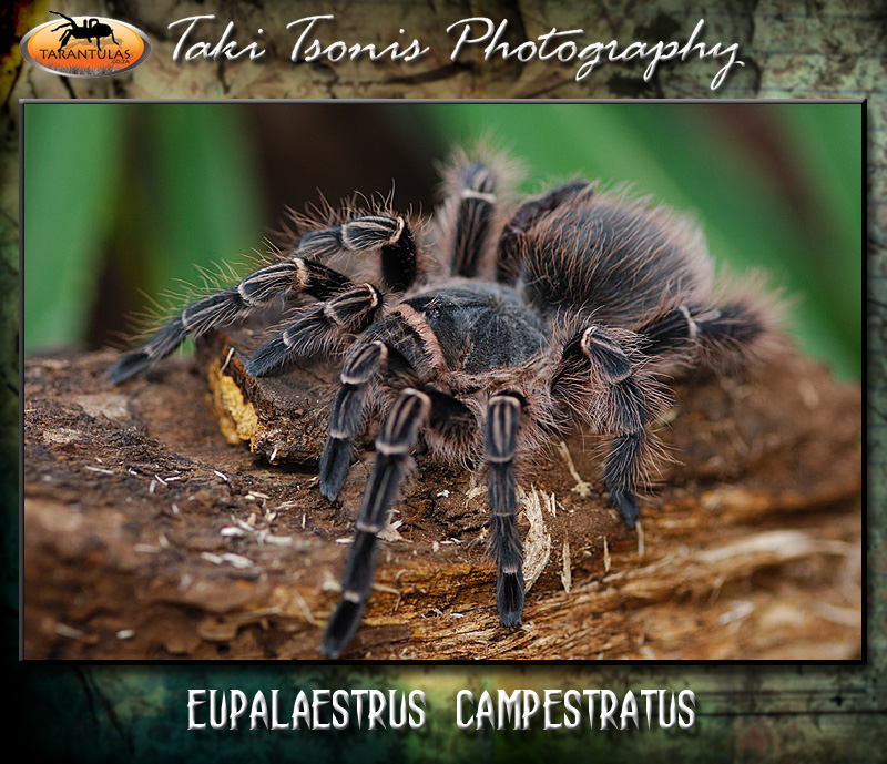 Eupalaestrus campestratus