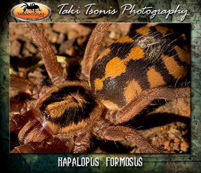 Hapalopus formosus