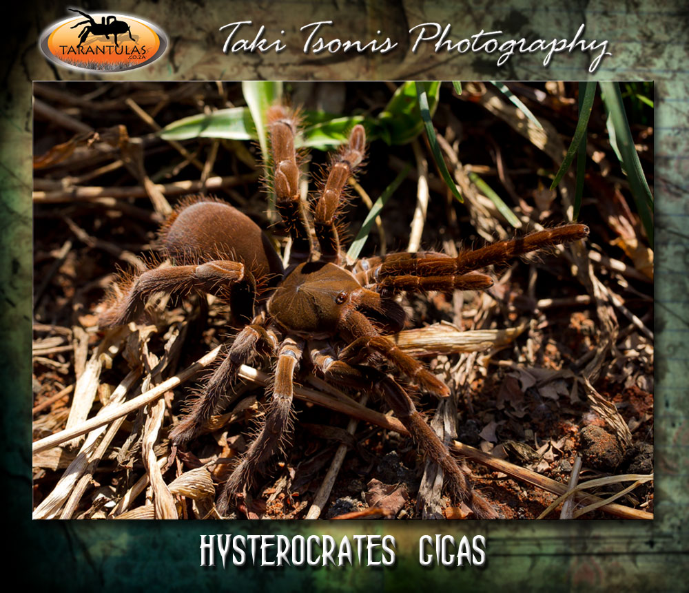 Hysterocrates gigas
