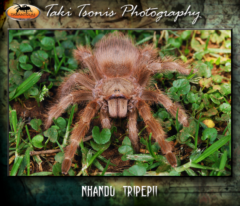 Nhandu tripepii