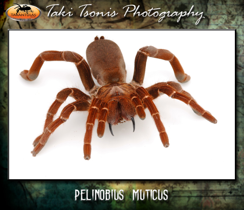 Pelinobius muticus