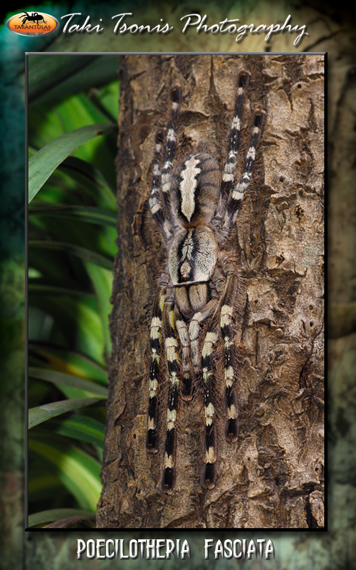 Poecilotheria fasciata