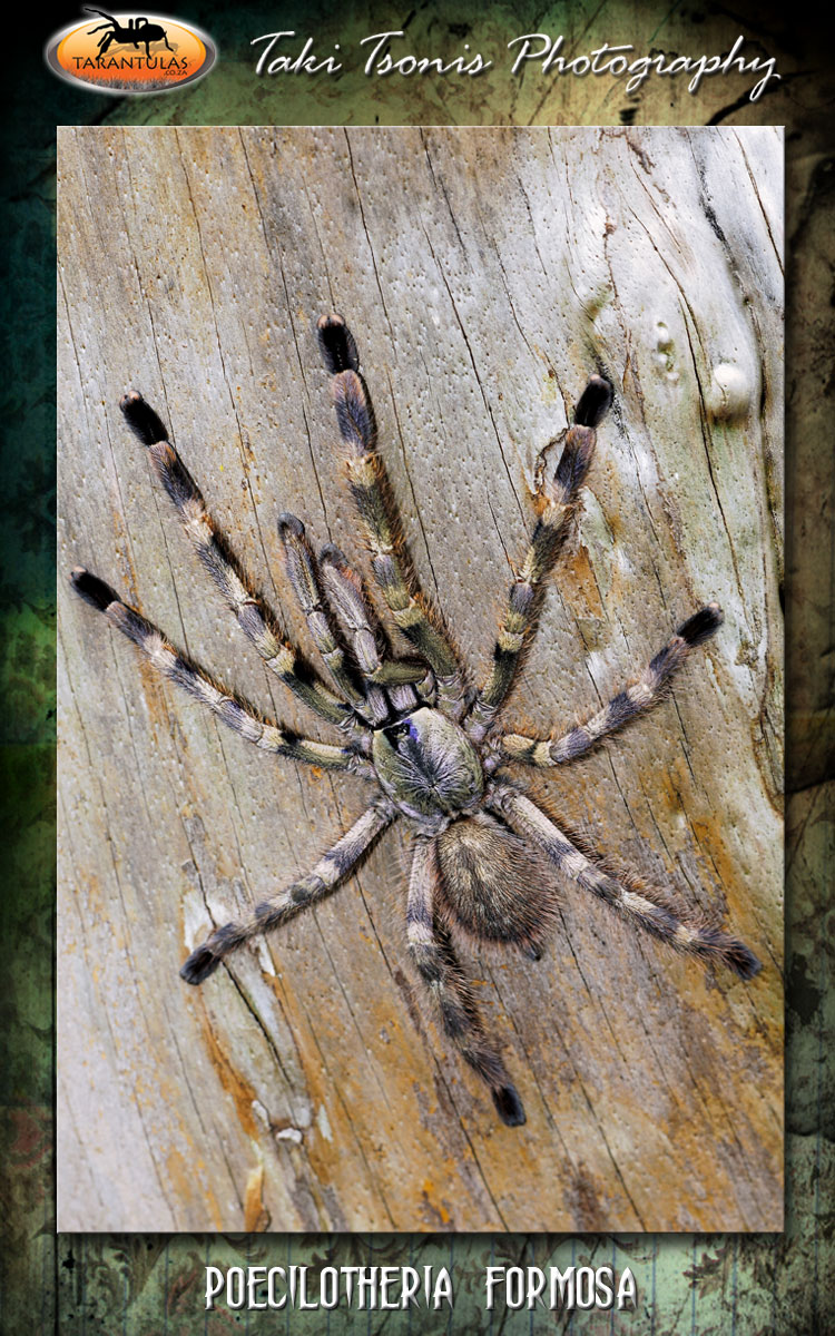 Poecilotheria formosa