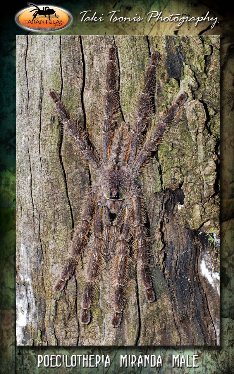 Male