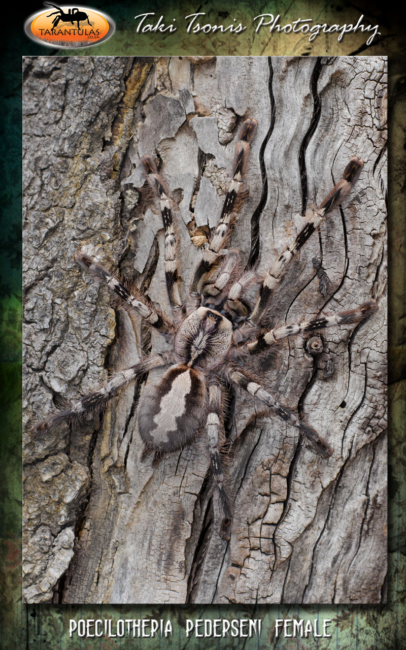 Poecilotheria vittata