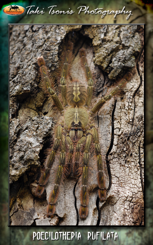 Poecilotheria rufilata