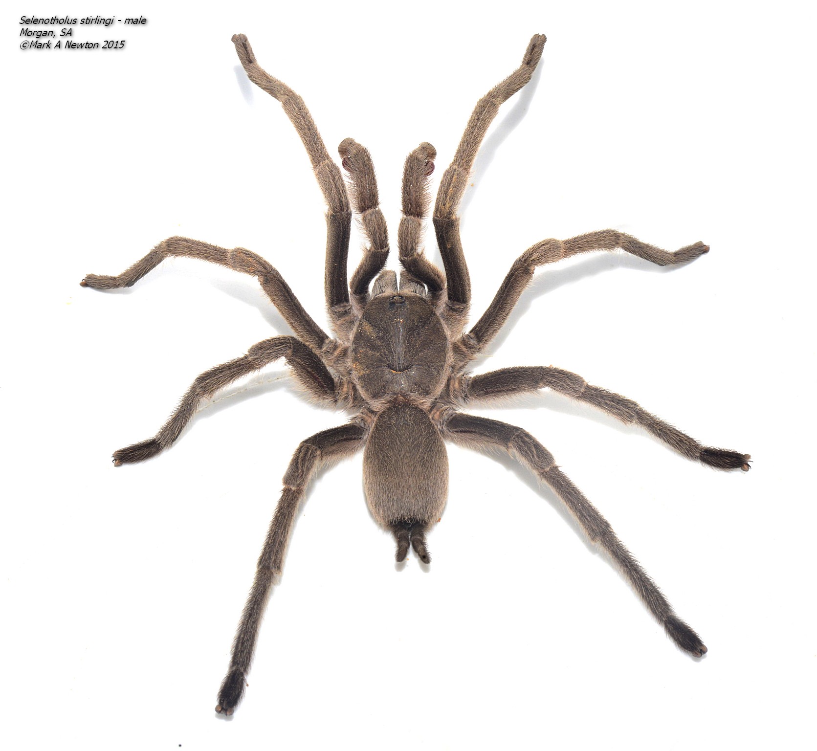 Male