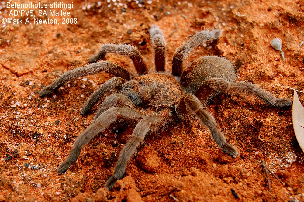 Selenocosmia stirlingi