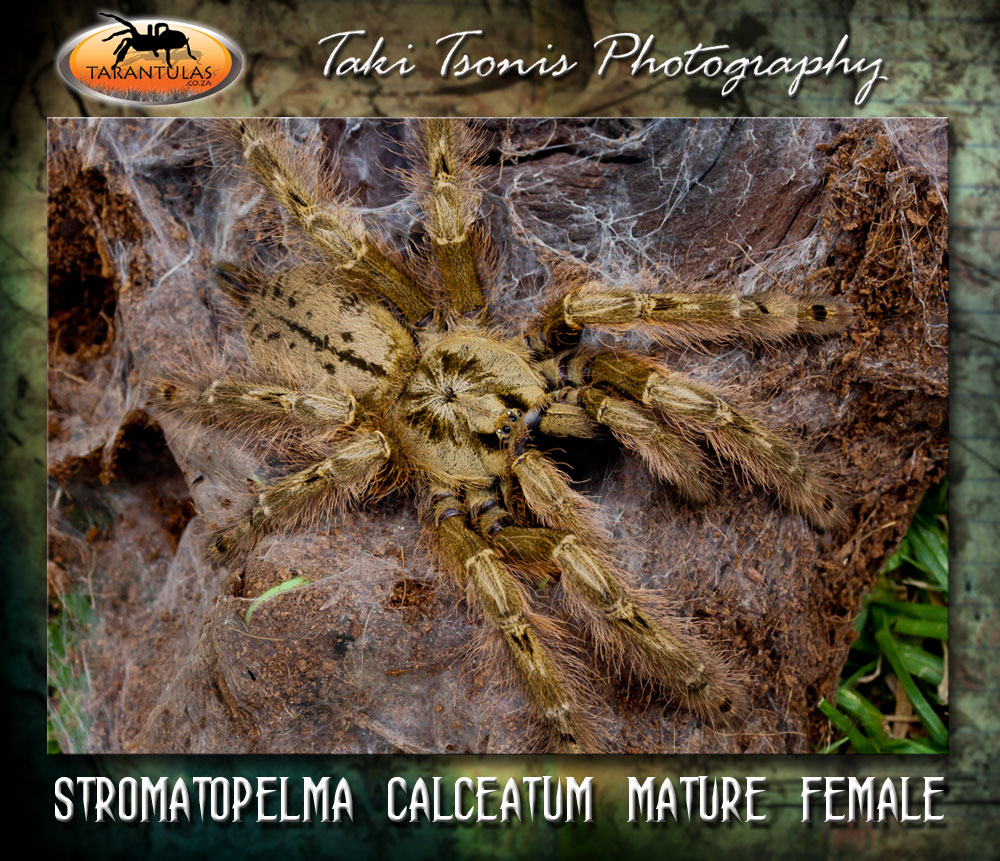 Stromatopelma calceatum