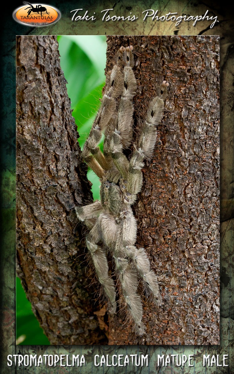 Male