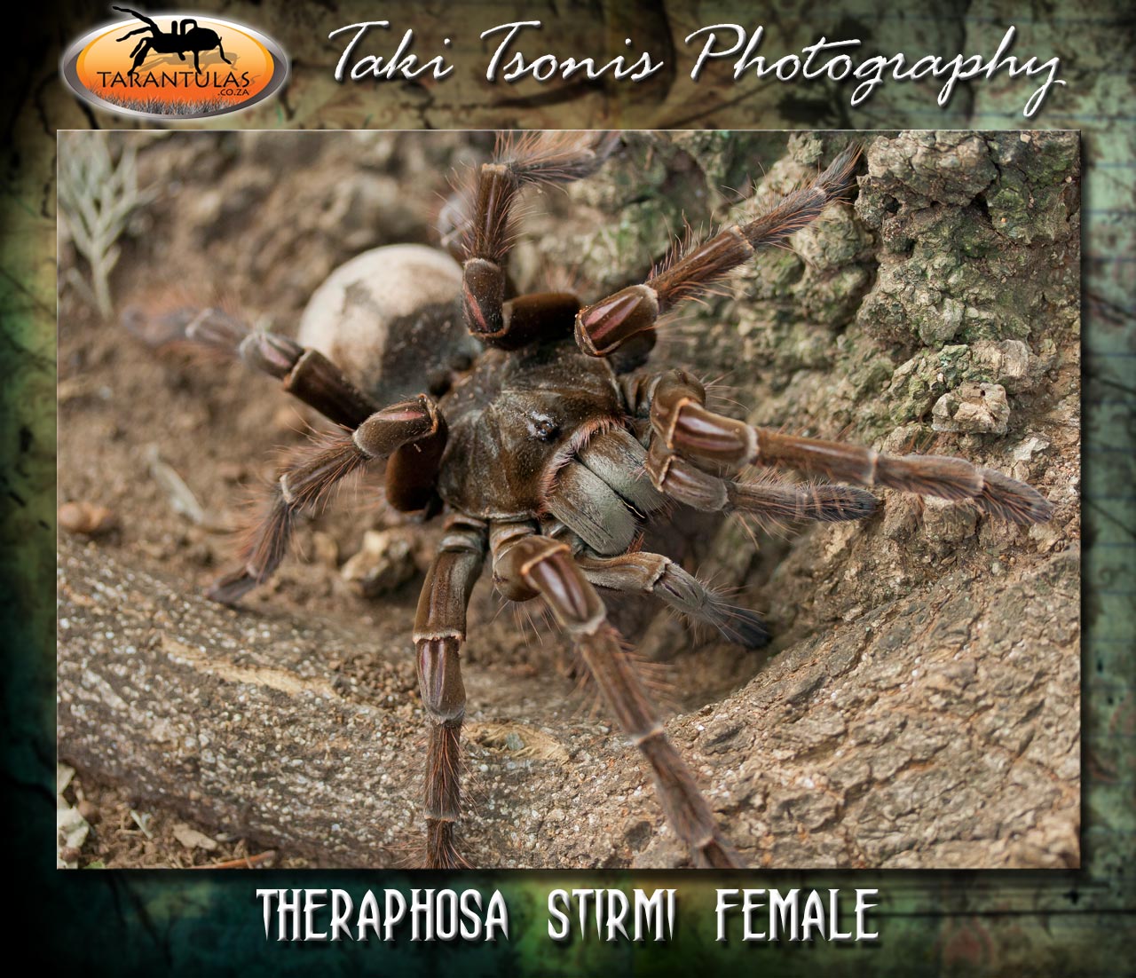 Theraphosa stirmi