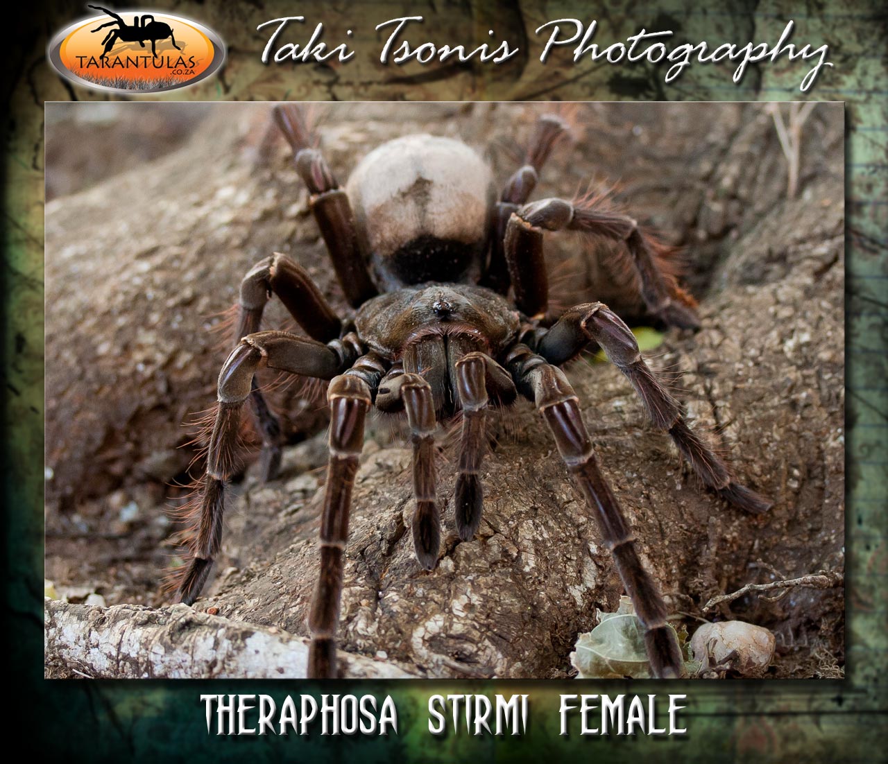 Female