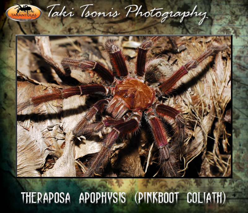 Theraphosa apophysis